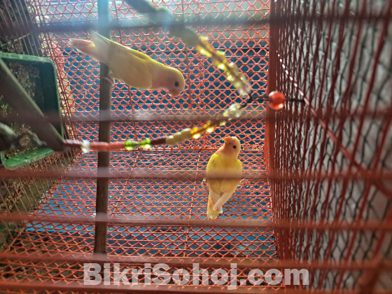 Love bird payer and cocatail tame baby